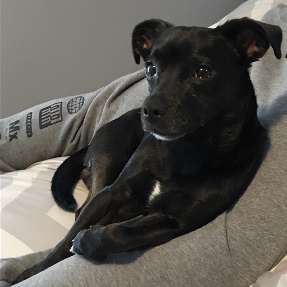 Meet your Posher, Tatey - Picture 3 of 5